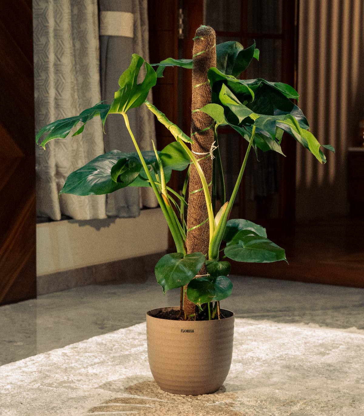 Monstera Deliciosa Plant - XL