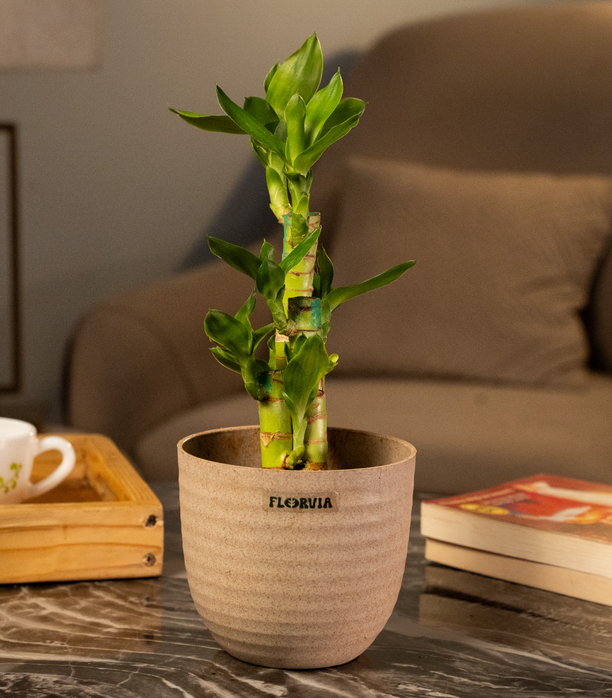 Lotus Bamboo Plant 3 Sticks