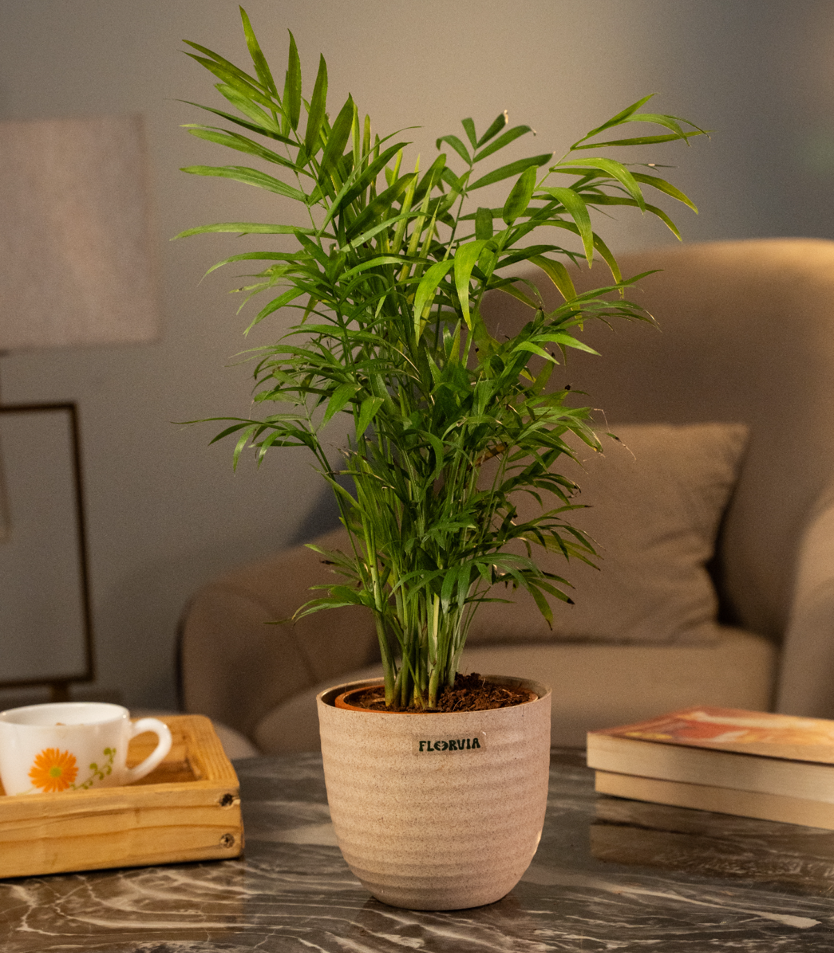 Bamboo Palm Plant