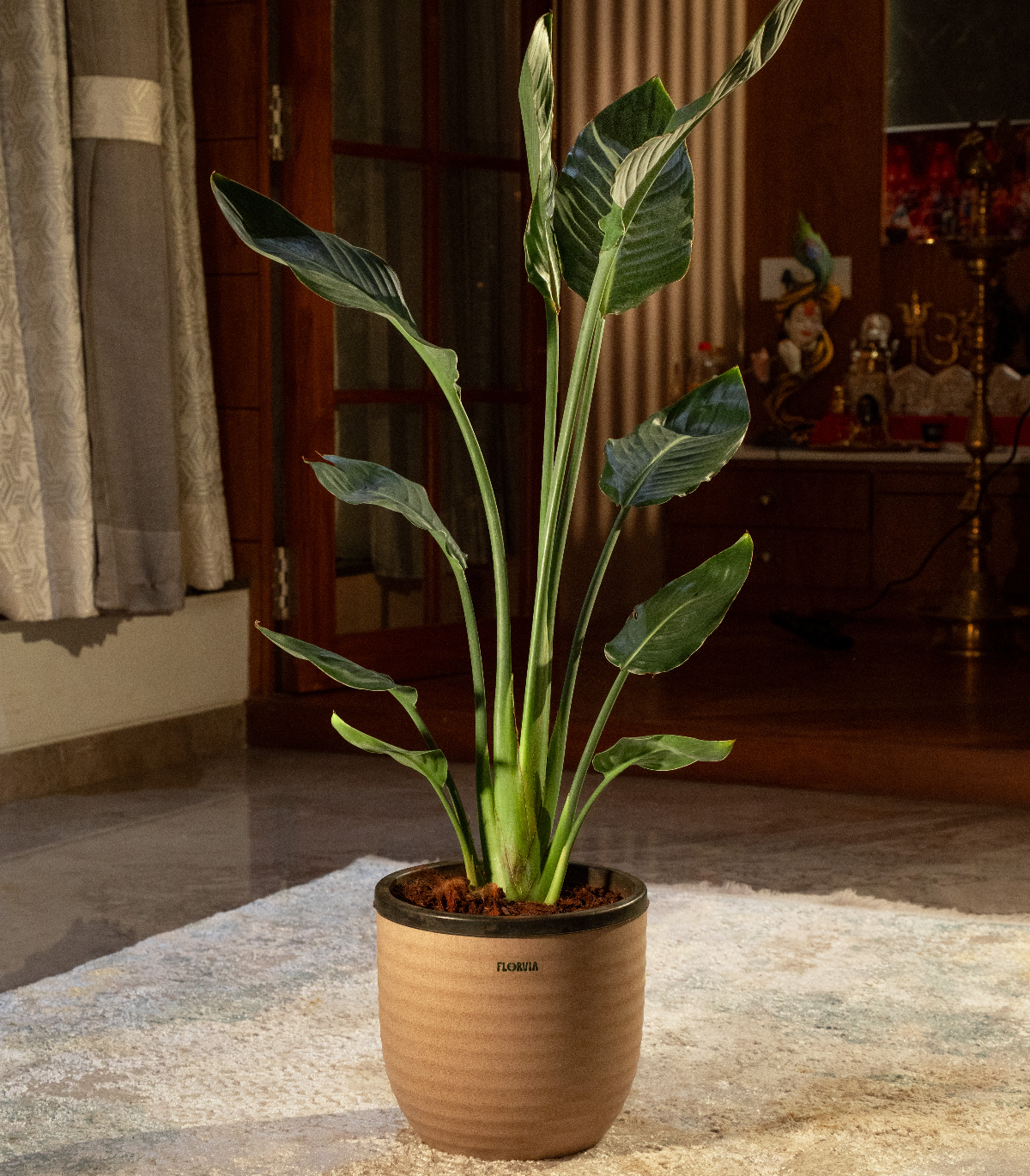 Bird of Paradise - XL