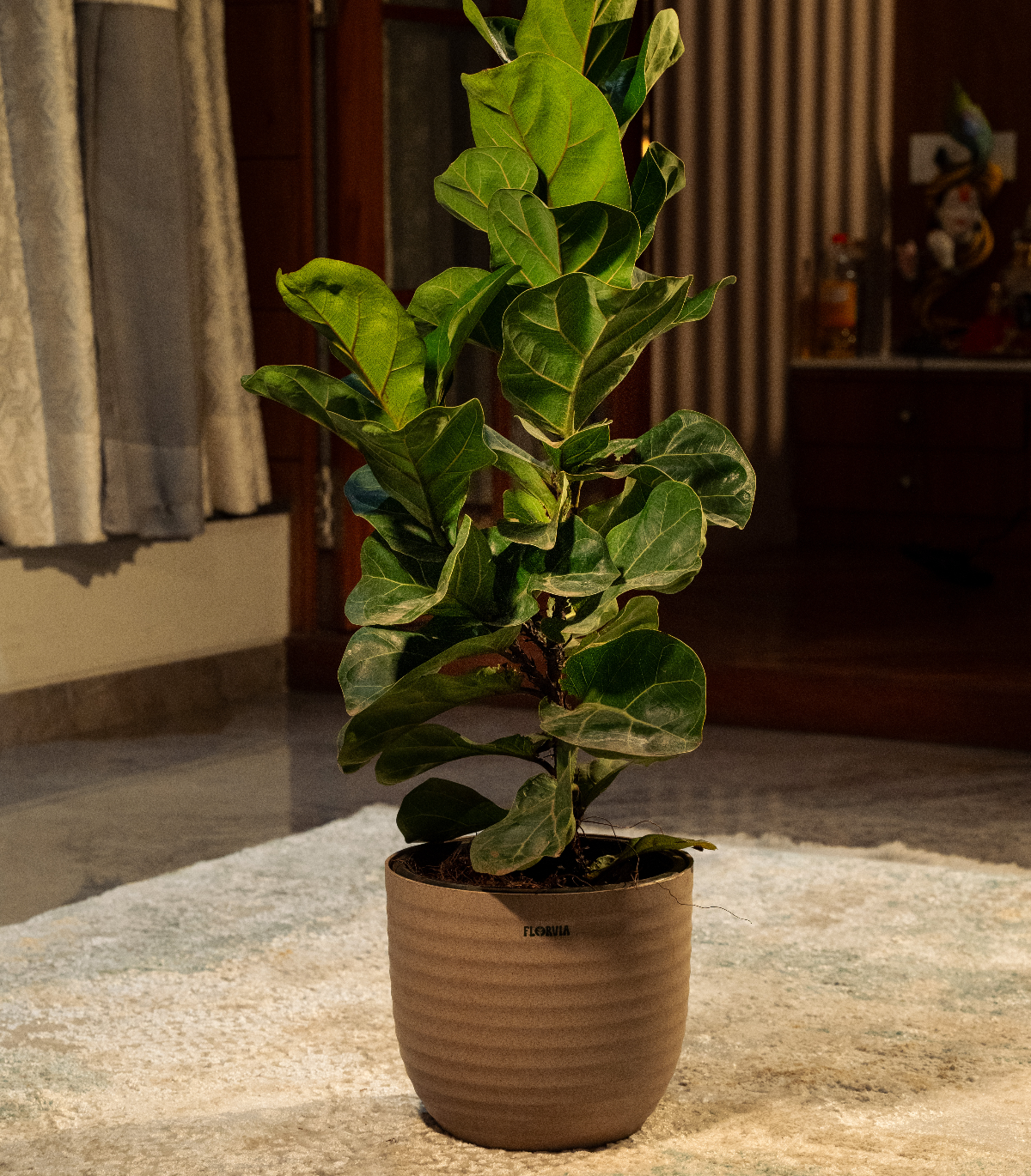 Fiddle Leaf Fig Plant -XL