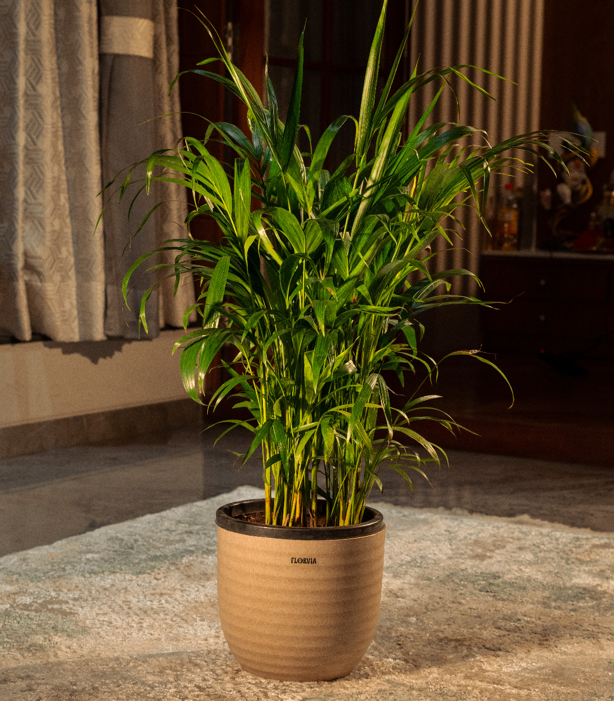 Areca Plam Plant - XL