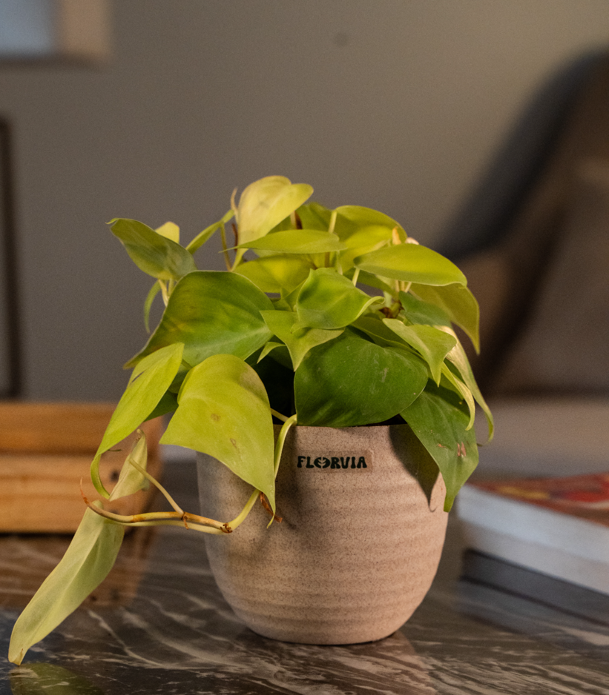 Money Plant Golden