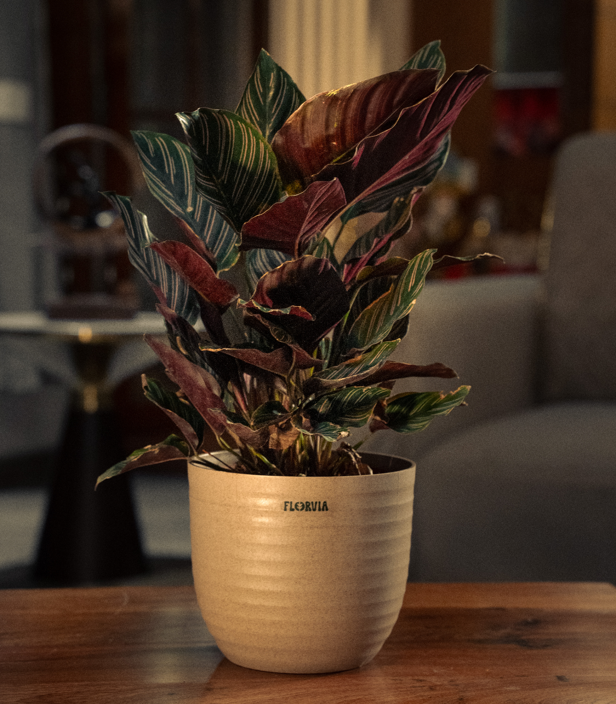 Calathea Sanderiana