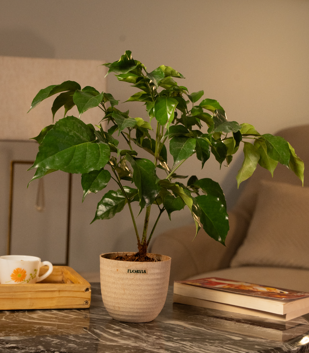 China Doll Plant (4 inch)