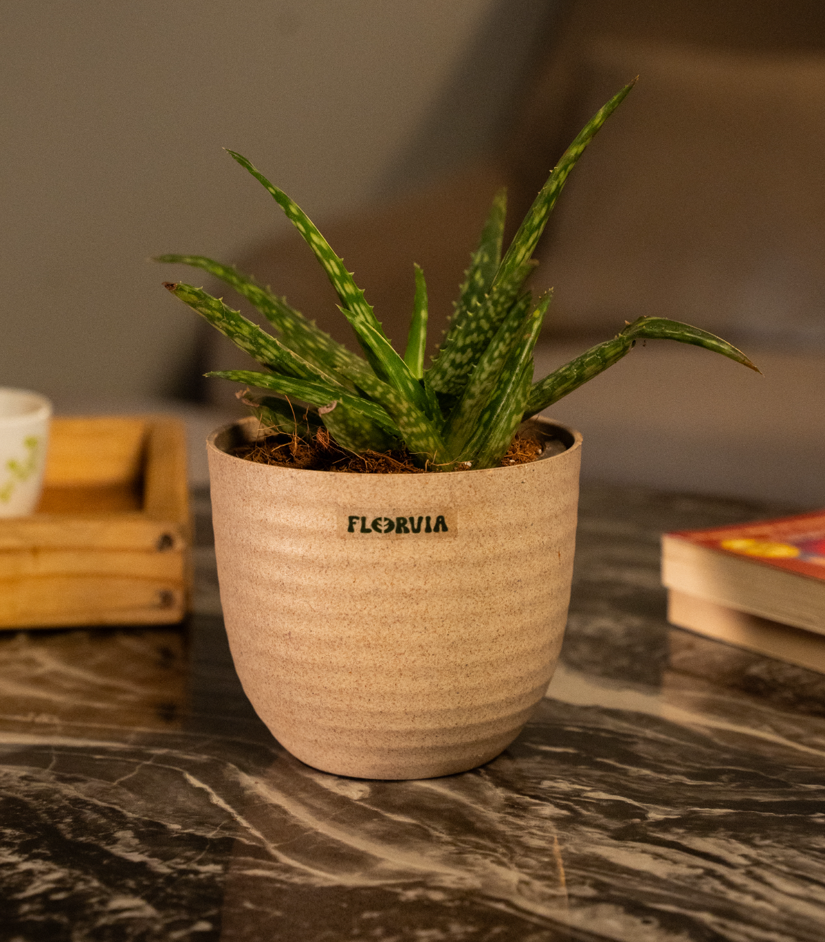 Aloe Vera Mini Plant