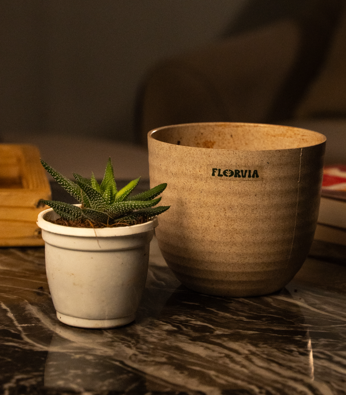 Zebra Haworthia Plant