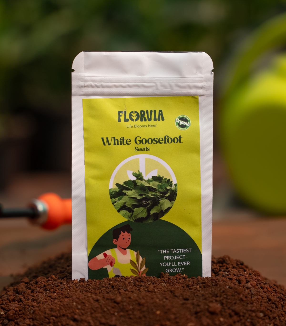 White Goosefoot seeds