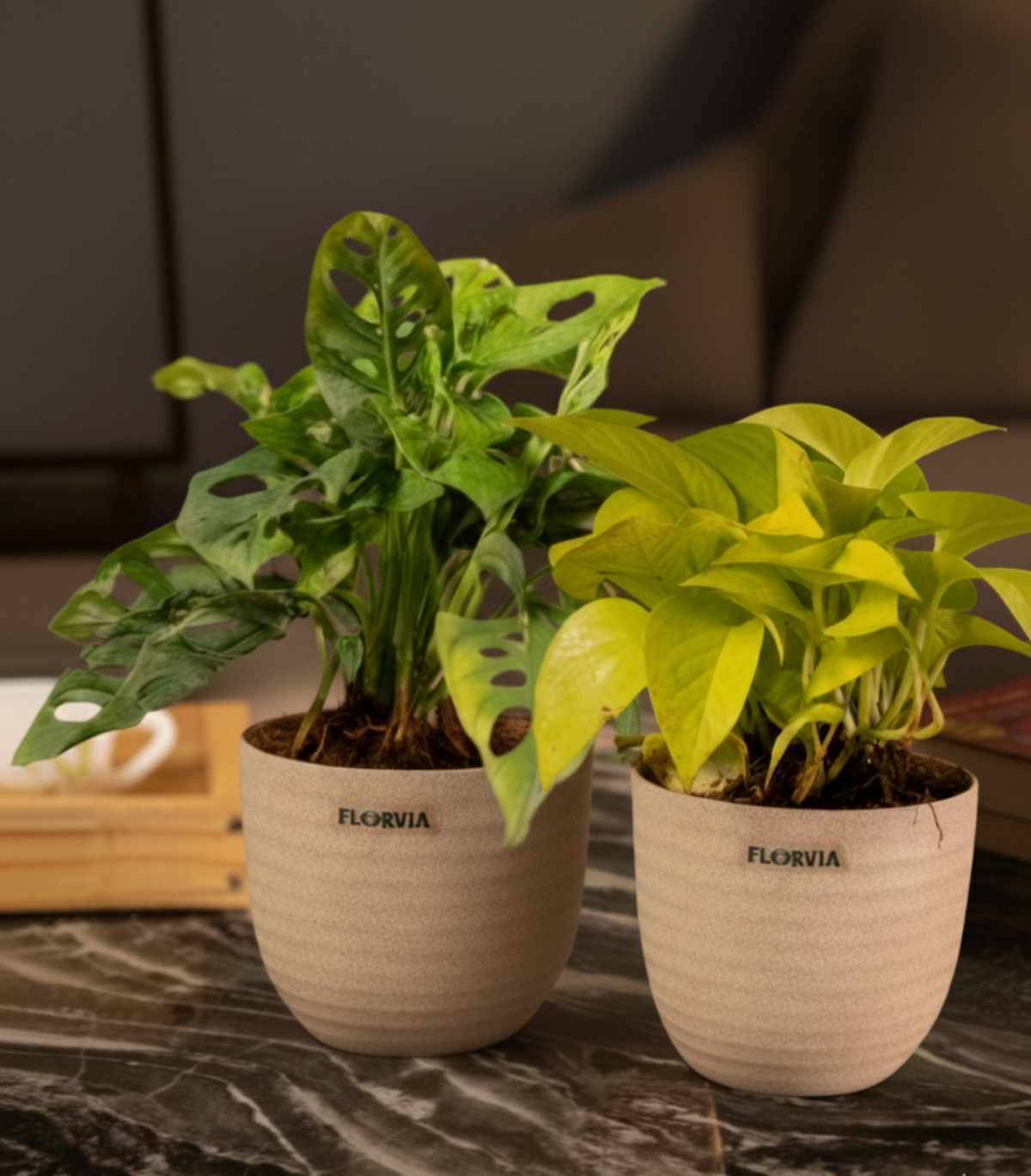 Decorative Combo (set of 2)