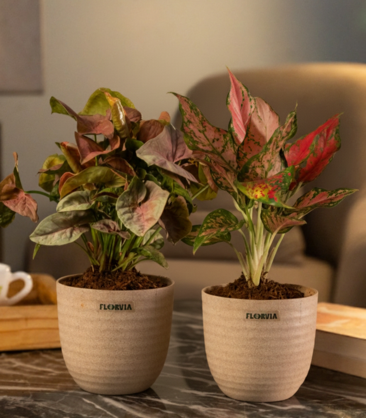 Air-purifying combo (set of 2 )