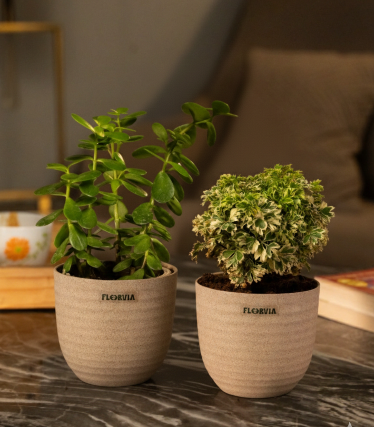 Decorative indoor plant combo (set of 2)
